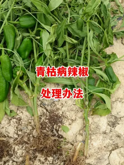 辣椒青枯病发病后怎么进行改善#辣椒种植 #辣椒 #小米辣 #线椒 #来抖音学农技