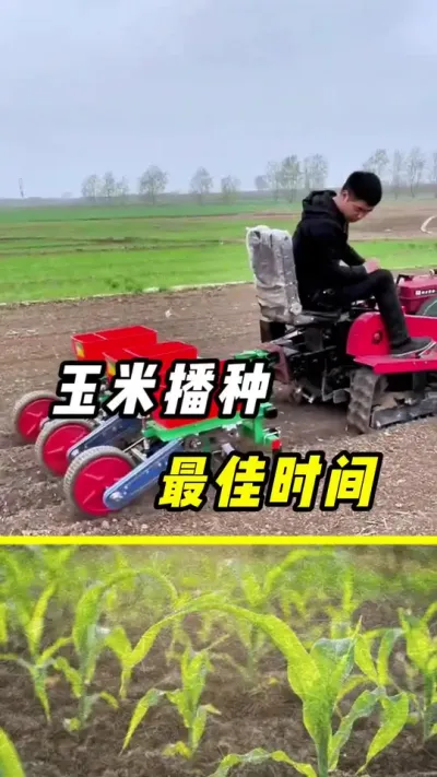 玉米播种，最佳时间#玉米 #玉米播种 #玉米高产 #玉米种植#三农