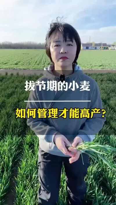 拔节期的小麦，如何管理才能高产？ #田间地头走一走 #小麦 #小麦管理