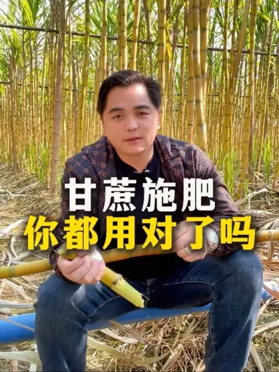 甘蔗施肥，你都用对了吗#甘蔗#甘蔗种植 #农业种植#三农#种植小技巧