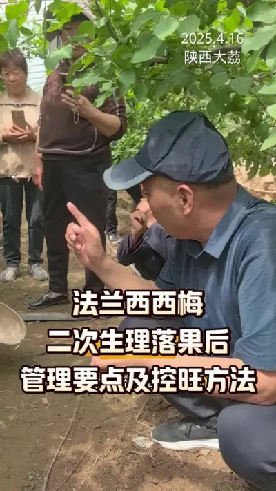法兰西西梅二次生理落果后管理要点和控旺方法#西梅种植#生理落果#控旺 #农田行者 #农田行者技术服务联盟