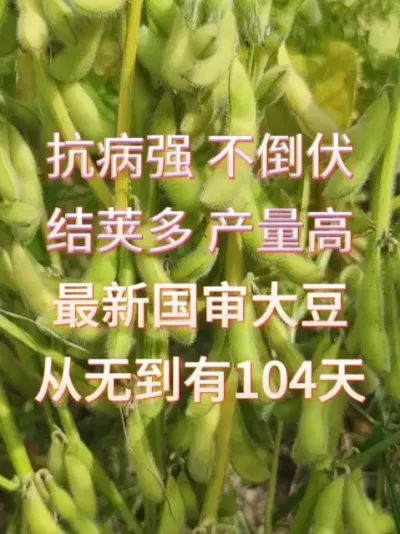 黄淮海王炸品种，三粒四粒密荚王 #服务三农支持三农 #增产增收才是硬道理 #产量特别高 #优质农产品 #抖音助农