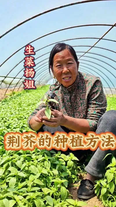 荆芥的种植方法 河南的特色菜荆芥怎么种#荆芥种植 #蔬菜种植 #种植小技巧 #生菜杨姐