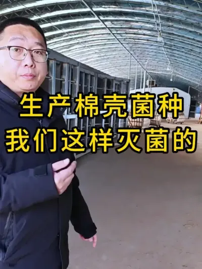 平菇种植，棉壳菌种我们这样灭菌的，需要棉壳菌种联系我们#平菇菌种 #食用菌栽培种 #平菇种植 #栽培种
