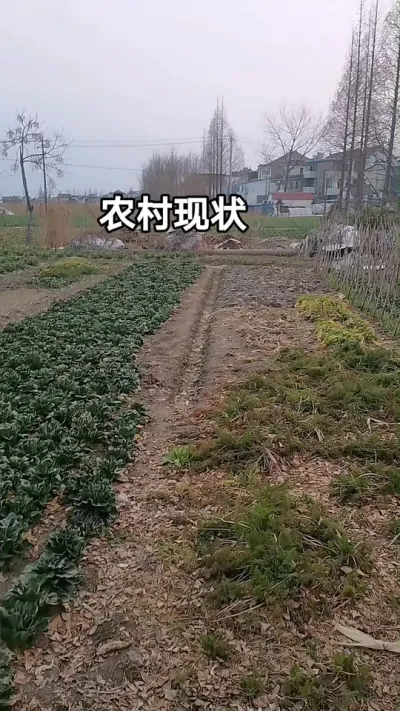 #农民的心声 #农村养植#农民不易 #句句大实话