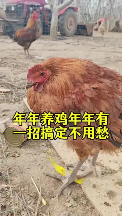 年年养鸡年年有，一招搞定不用愁#养鸡#散养土鸡#科学养鸡#鸡病防治#鸡鸭鹅养殖