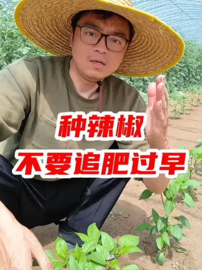 种辣椒不要追肥过早 #辣椒 #辣椒种植 #蔬菜种植 #农业种植 #抖音助农