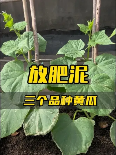 学会制作这款王牌肥泥，专门对付不爱挂果的瓜果类，有了这款肥，果子多多和果子大大不是梦想哟！#记录我的种植生活 #楼顶菜园 #盆栽果树 #盆栽无花果 #追肥