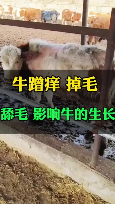 牛蹭痒，掉毛，舔毛直接影响牛的生长#全国养牛人 #养殖户 #肉牛养殖 #西门塔尔