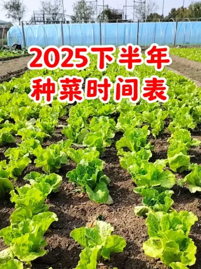 2025年下半年种菜时间表 #种菜 #种菜时间 #种植小技巧 #三农 #抖音助农