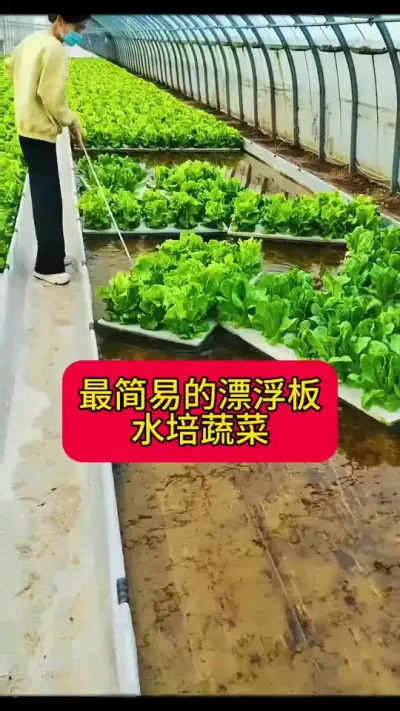 #三农 #无土栽培#农业科技#蔬菜种植 #水培
简易漂浮板水培种植蔬菜怎么做？