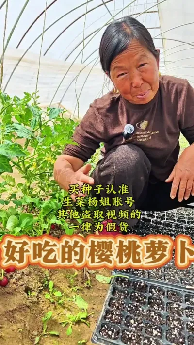 好吃的樱桃萝卜种子 好吃的樱桃萝卜种子#樱桃萝卜 #樱桃萝卜种子 #生菜杨姐 #蔬菜种植