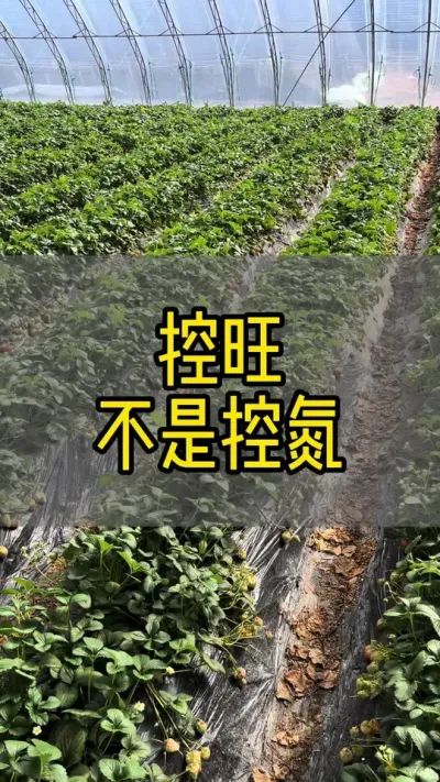控旺不是一味的控氮#草莓种植 #新农人计划2024 #种植小技巧