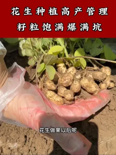 花生种植高产小妙招 #花生种植 #花生高产 #花生种植管理技术 #花生膨壮粒粒饱 #花生高产小妙招
