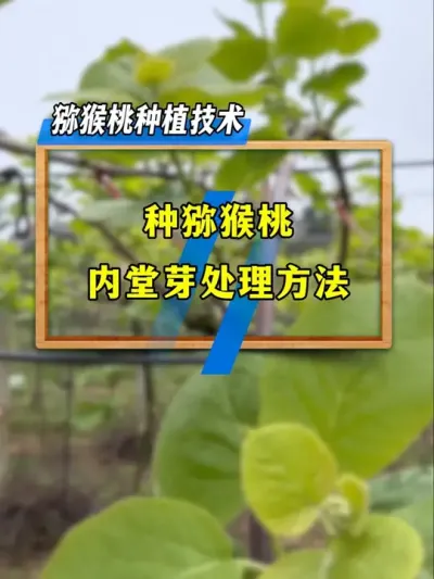 种猕猴桃这样处理内堂芽，轻松解决产量问题。#种植小技巧 #农业技术推广 #猕猴桃种植 #抖音助农 #果树管理