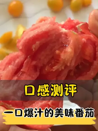 一口爆汁的沙瓤番茄，自己种的5个番茄品种测评啦！ #新鲜采摘 #西红柿 #种植的乐趣 #三农 #我的小菜园