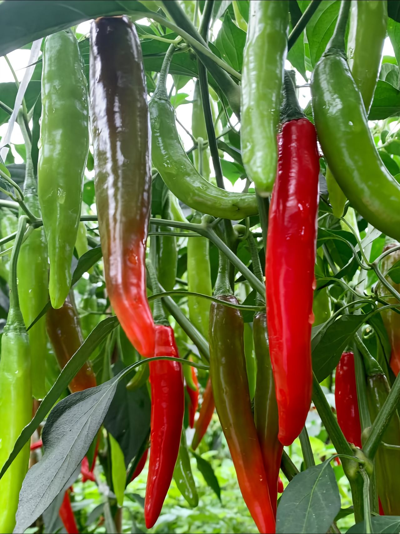 http://static.ixuenong.com/pxn/uploads/prod/thirdfile/2025/05/dd2068e79e352b99a9407a732ab22e8b.jpg