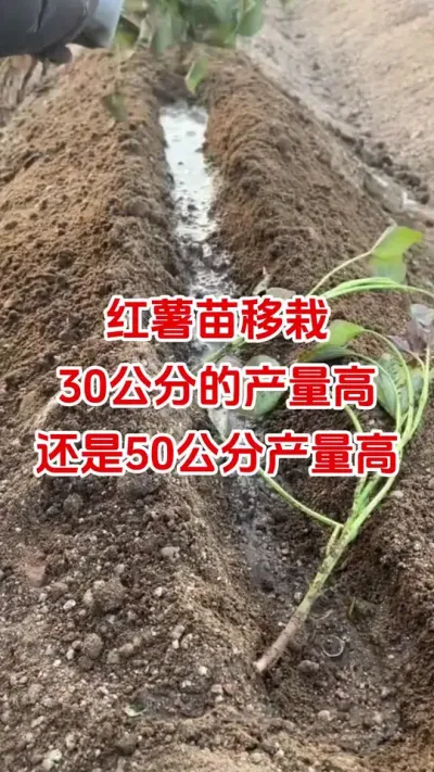 红薯苗移栽是30公分的好还是50公分的好#红薯种植#红薯移栽#红薯苗#红薯高产