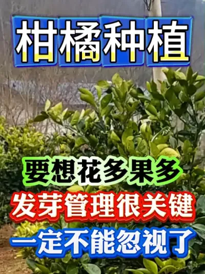 柑橘马上发芽，这个时候如何管理才高产#果树种植 #果树管理 #果园管理 #柑橘种植
