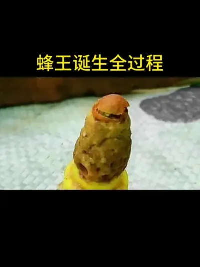 见过蜂王出台吗#蜂王 #蜜蜂养殖 #三农 #囚王笼