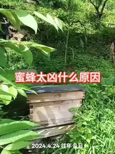 养蜂一定要穿好防护装备#农村养蜂人 #三农 #蜜蜂养殖 #防蜂服