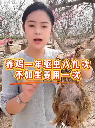 养鸡一年驱虫八九次不如生姜就一次 #科学养鸡 #鸡鸭鹅养殖 #鸡病防治 #养殖小妙招 #服务三农支持三农