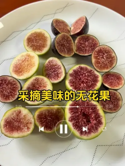 一次采摘几个品种的无花果太爽了！无花果的秋果真的很好吃，都是甜度很高的！#无花果 #记录我的种植生活 #盆栽无花果