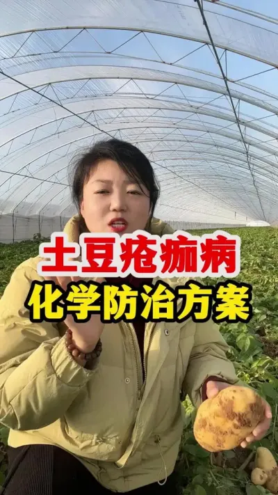 土豆疮痂病的化学防治方案，进来了解一下#土豆高产种植 #种植小技巧