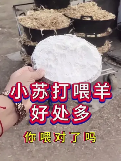 小苏打喂羊，你喂对了吗 #养羊 #养羊人 #新手养羊