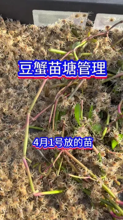 #水产养殖 #鱼虾蟹养殖 #豆蟹 #螃蟹  #何海龙养殖