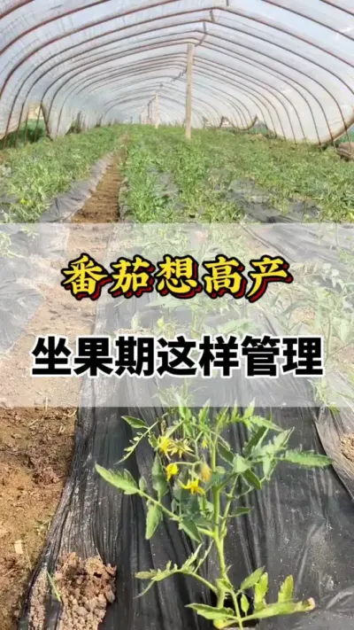番茄先高产，做果期这样管理#番茄种植方法及管理技术 #番茄高产种植方法 #西红柿种植技术与管理法 #番茄高产 #番茄种植技术