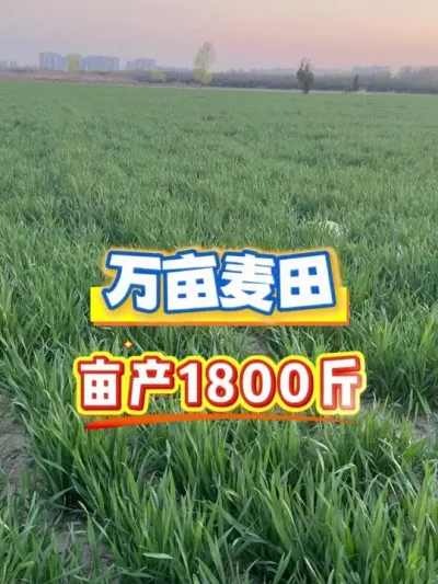 小麦高产小黄瓶 #小麦高产技术 #小麦种植 #三农种植