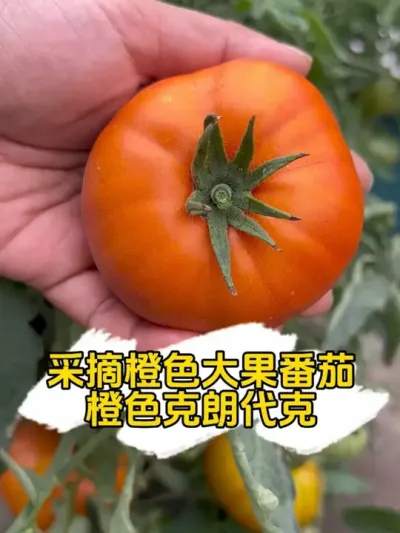 采摘橙色大果番茄-橙色克朗代克，我喜欢这种沙瓤不酸的口感，生活太苦，只想吃甜，酸是吃不了一点。#记录我的种植生活 #盆栽番茄 #橙色克朗代克番茄