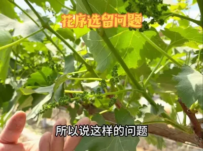 葡萄花序选留问题，我们该如何来取舍？#三农 #葡萄种植 #技术分享 #种植 #种植大棚