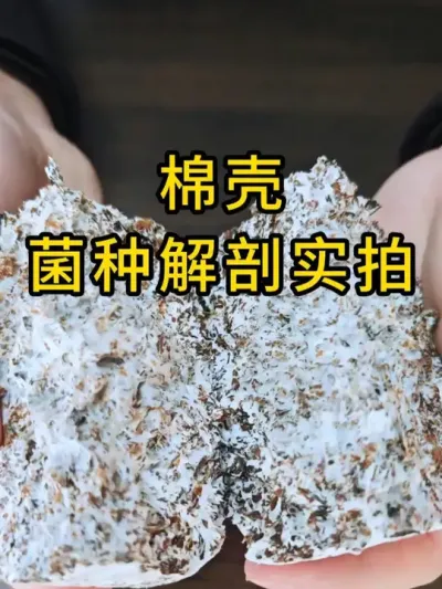 平菇棉壳菌种，科学配比，高压灭菌，纯种培养，全国发货。#平菇种植 #平菇菌种 #食用菌栽培种 #栽培种