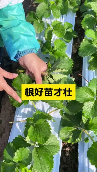 根好苗才壮，苗壮则产量高！#启明大师姐 #草莓种植管理技术和方法 #农业种植 #病虫害防治 #草莓种植