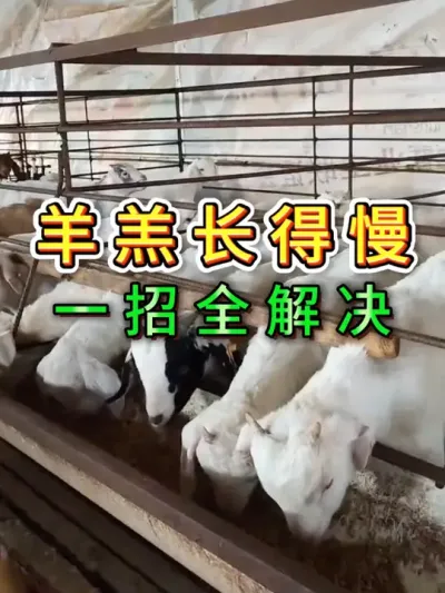 羊羔长得慢，一招全解决 #养羊人 #养羊技术 #养羊经验 #养殖技术