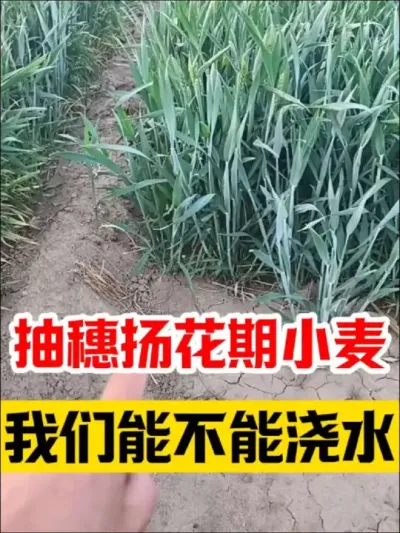 抽穗扬花期小麦，我们能不能浇水？  #小麦种植 #小麦高产技术 #小麦管理 #小麦种植管理技术 #分享农业知识帮农民增产增收