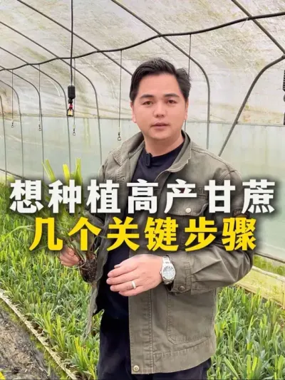 想种植高产甘蔗
有几个关键步骤#甘蔗种植#甘蔗 #农业种植 #三农#种植小技巧