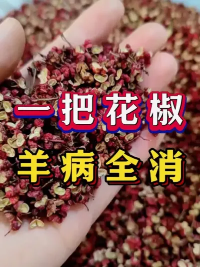 一把花椒羊病全消#养羊 #养羊 #科学养羊 #新手养羊 #牛羊养殖