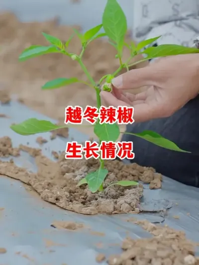 实验地越冬辣椒目前的生长状态#辣椒种植 #辣椒 #小米辣 #线椒 #来抖音学农技