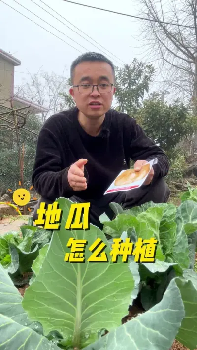 地瓜、凉薯怎么种植？地瓜种植方法？#关注我一起学种菜 #我爱种菜 #种植小技巧 #地瓜 #种菜小技巧