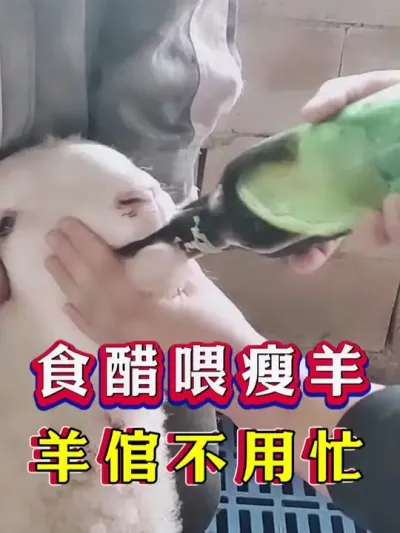 食醋喂瘦羊羊倌不用忙 #养羊 #新手养羊 #牛羊养殖 #养羊人