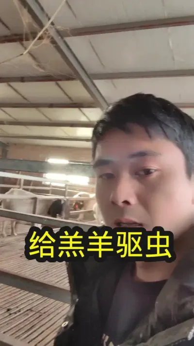 小羔子我是这样驱虫的#养羊 #农村养羊 #养羊技术 #养羊技术分享 #养羊知识