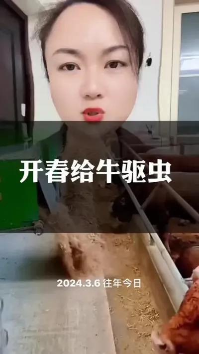 开春给牛羊做好驱虫工作#养殖户 #肉牛养殖 #全国养牛人 #科学喂养