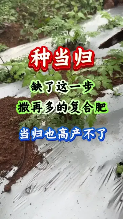当归种植 种当归缺了这一步撒再多的复合肥当归也高产不了 #当归种植 #当归管理 #当归高产