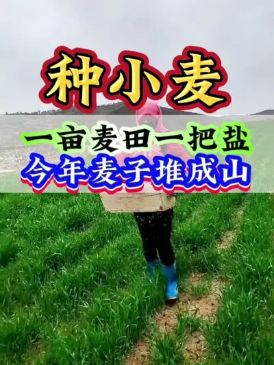 一亩麦田一把盐，今年麦子堆成山#小麦 #小麦管理 #小麦高产 #小麦种植 #种小麦