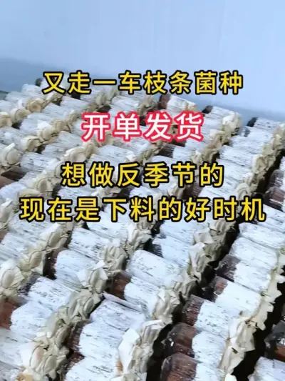 平菇种植，想做反季节种植的，现在是下料的好时机，又发走一车挂浆枝条菌种，高海拔做反季节种植。#平菇种植 #平菇菌种 #食用菌栽培种 #栽培种