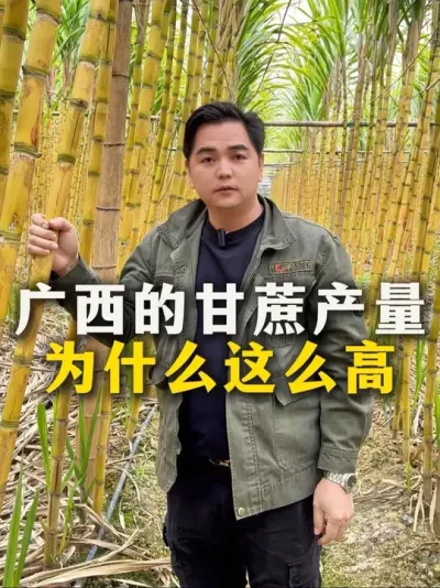 广西的甘蔗产量
为什么这么高，韦哥来告诉大家#甘蔗#甘蔗种植 #农业种植#三农#种植小技巧