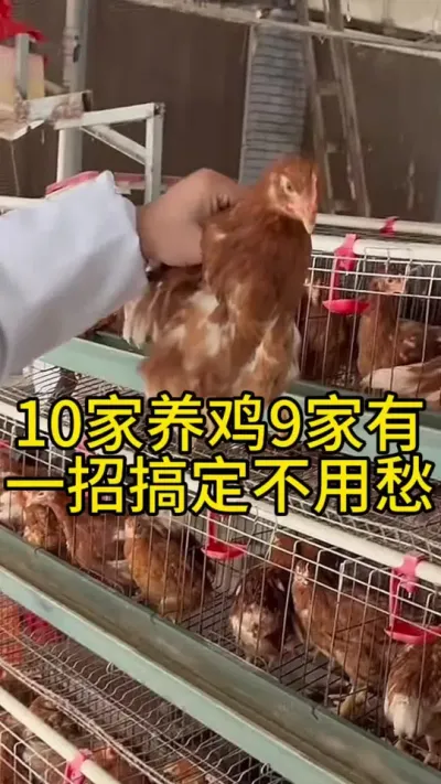 为啥鸡越养越瘦，还经常挂掉#养鸡#散养土鸡#养鸡妙招#科学养鸡
